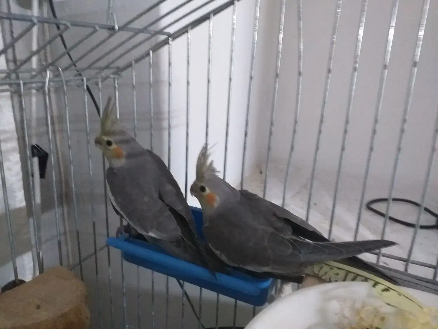 عروس هلندی تازه دون خور وآماده تربیت وآموزش|پرنده|برخوار, |دیوار