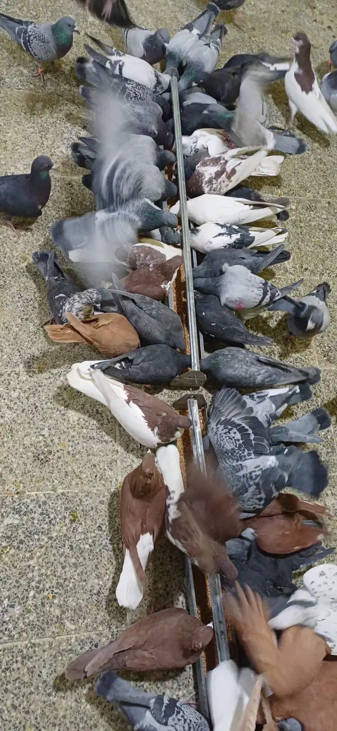 کفتر پلاکی|پرنده|فولادشهر, زاینده رود|دیوار