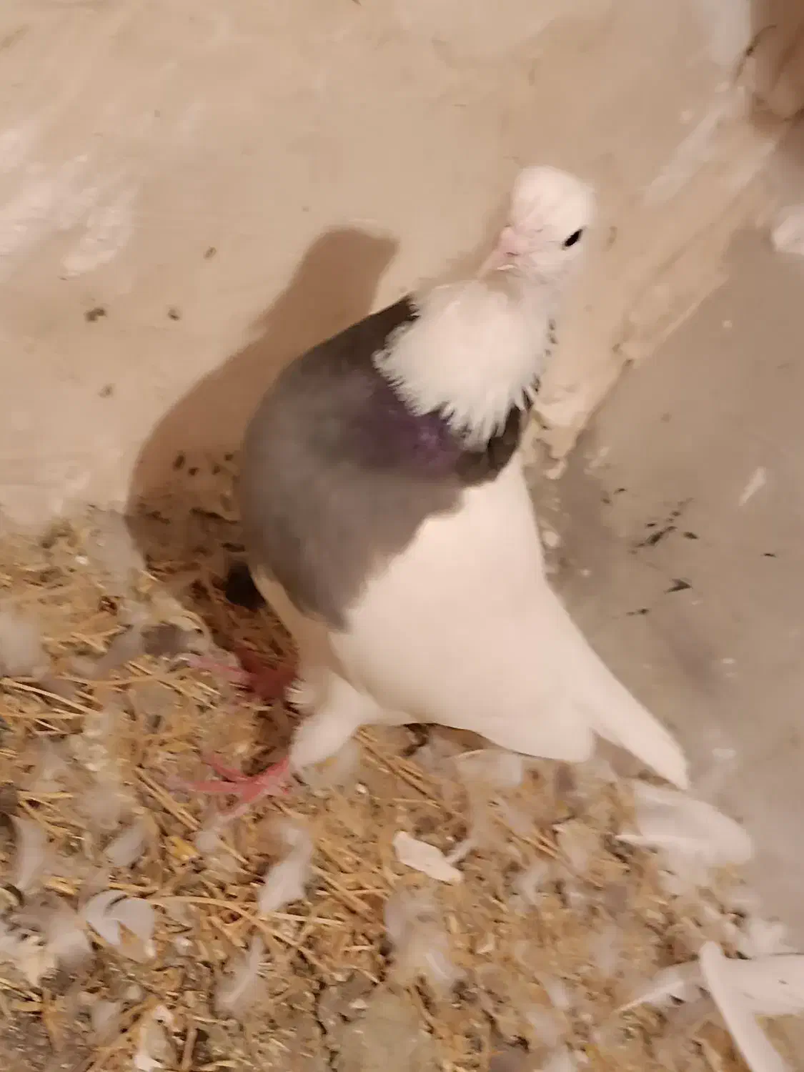 کبوتر طوقی|پرنده|دلبران, |دیوار