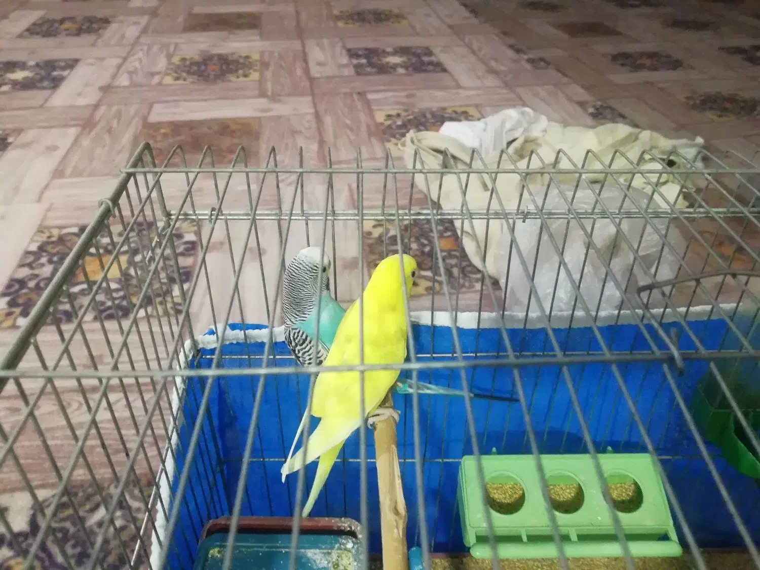 مرغ عشق|پرنده|یاسوج, |دیوار