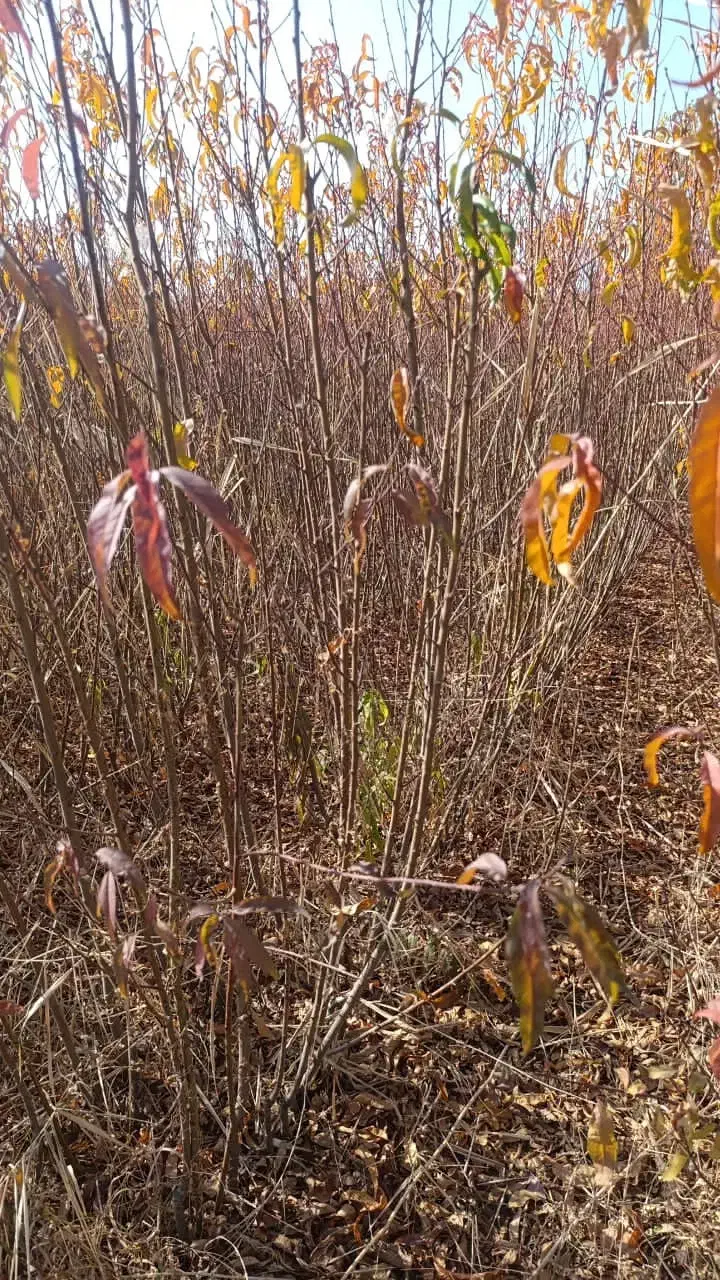 فرصـت ویــژه خریــد و کاشت نهال|خدمات باغبانی و درختکاری|شاهرود, |دیوار