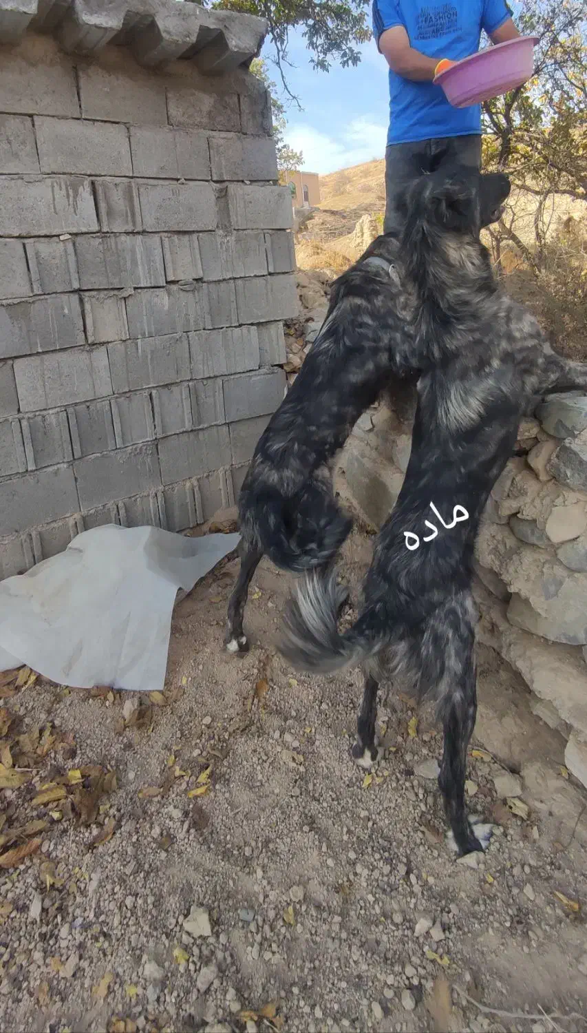 توله سگ سرابی|سگ|بهارستان, |دیوار