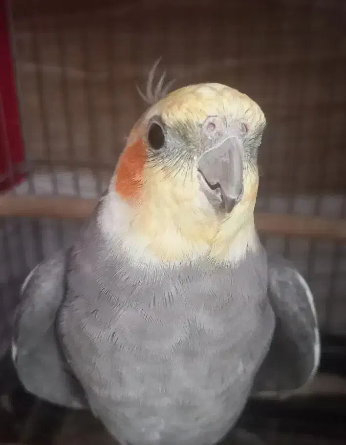 عروس هلندی مولد|پرنده|مشکین‌دشت, |دیوار