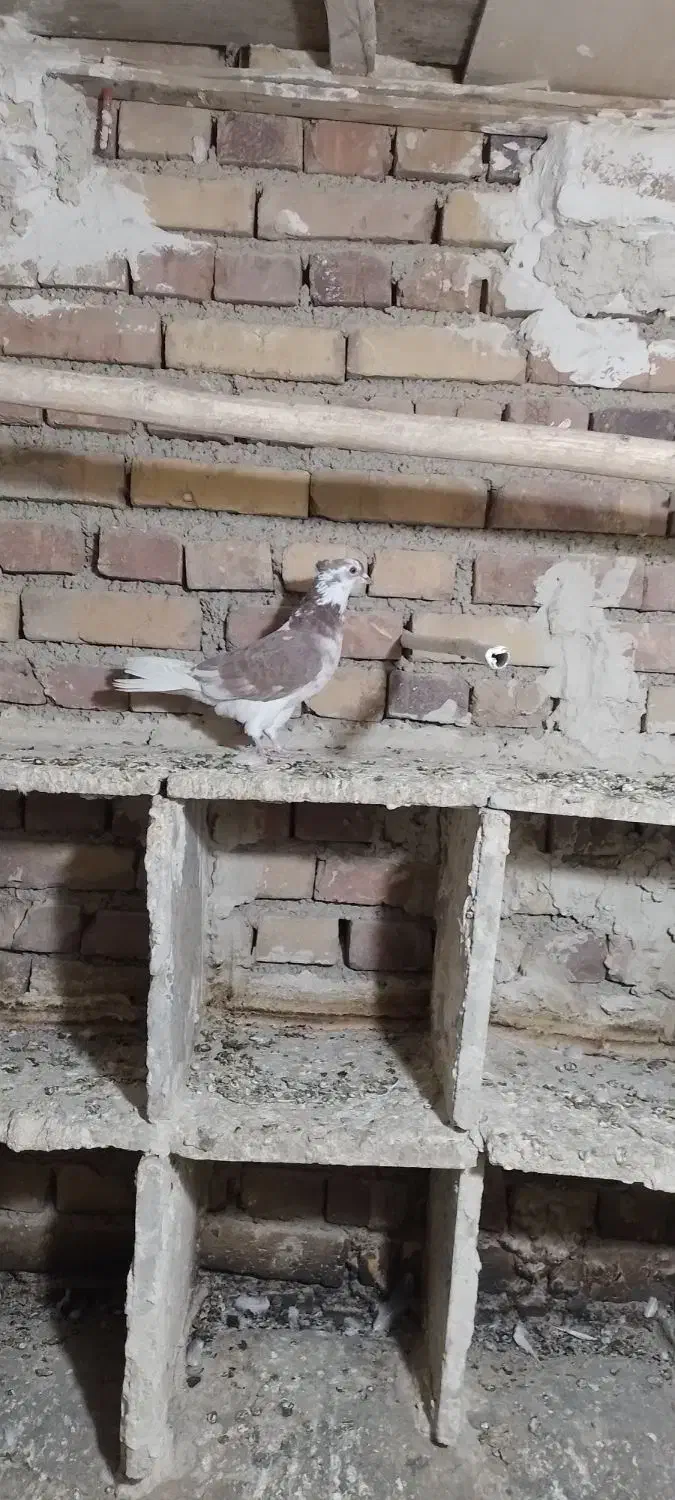 گرگی کاکولی|پرنده|ارومیه, |دیوار