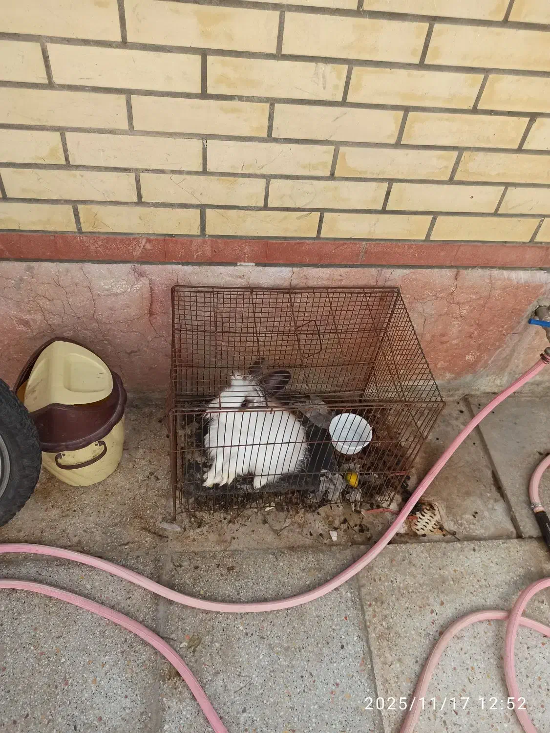 خرگوش خونگی|موش و خرگوش|شاهین‌شهر, خانه کارگر|دیوار