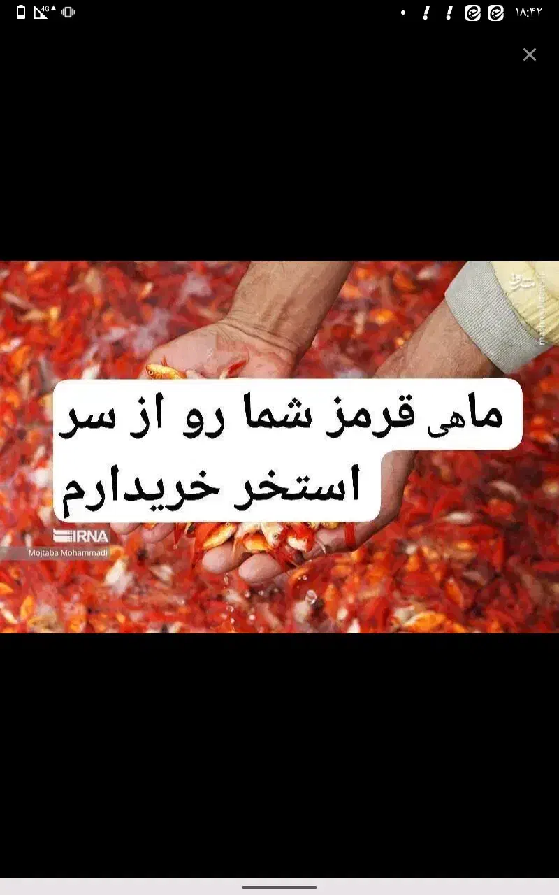 ماهی قرمز|ماهی|قم, یزدانشهر|دیوار