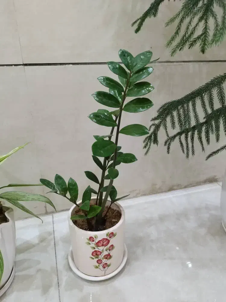 گل های طبیعی|گل و گیاه طبیعی|شیراز, باغ تخت|دیوار