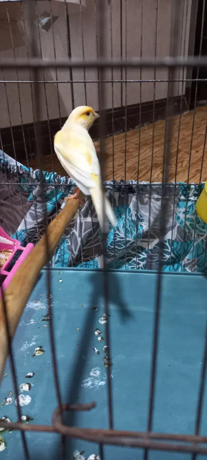 قناری رسمی|پرنده|خرمشهر, |دیوار