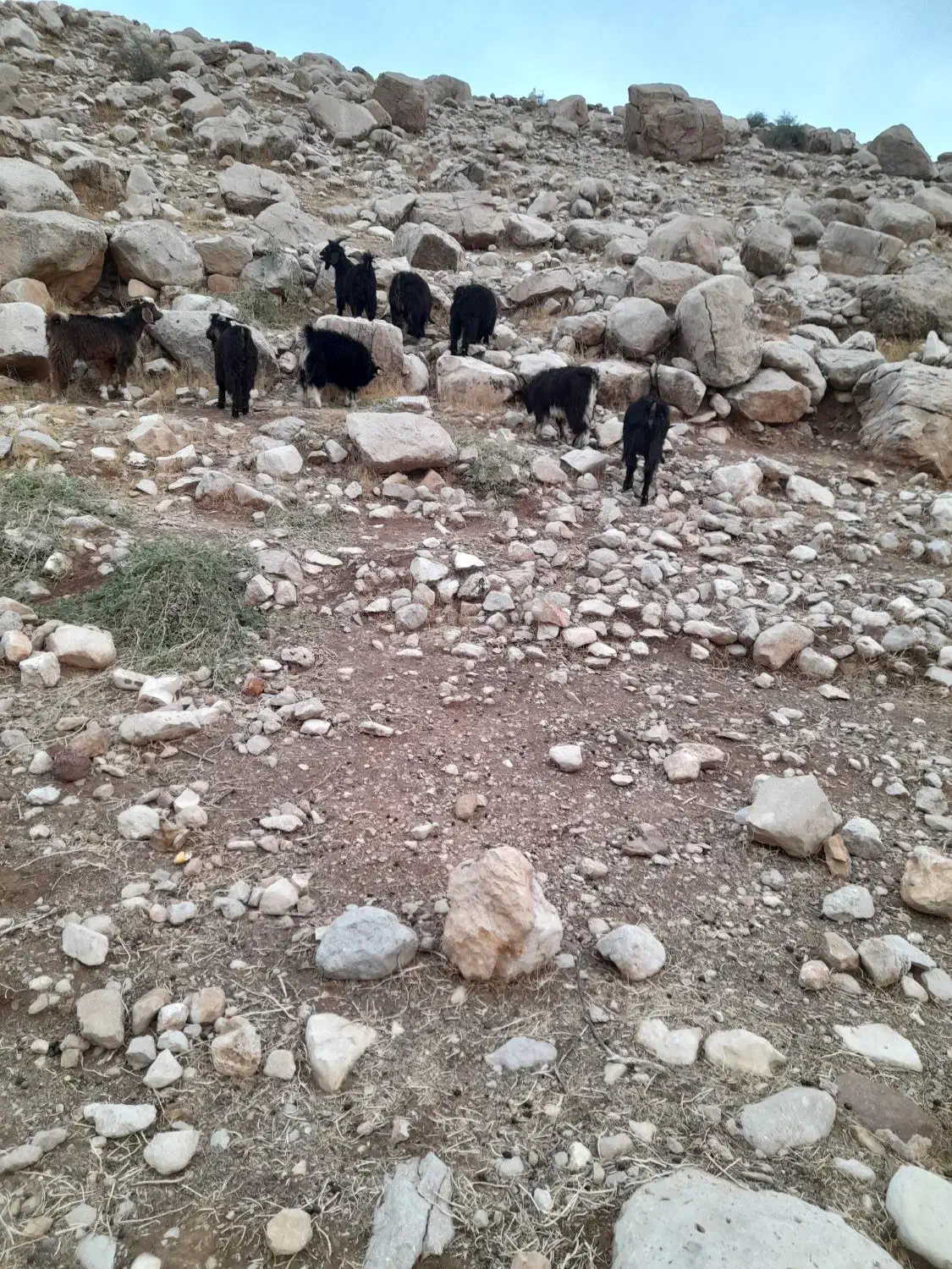 بزغاله نر تمیز کوهی|حیوانات مزرعه|اندیمشک, |دیوار