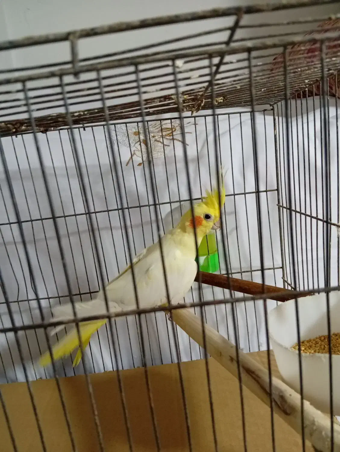 عروس هلندی|پرنده|تهران, اقدسیه|دیوار