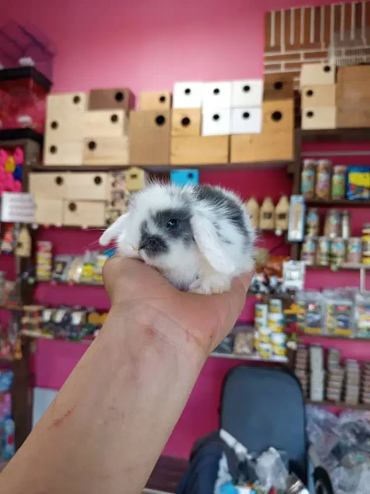 خرگوش لپ و لاین هد|موش و خرگوش|محمودآباد, |دیوار