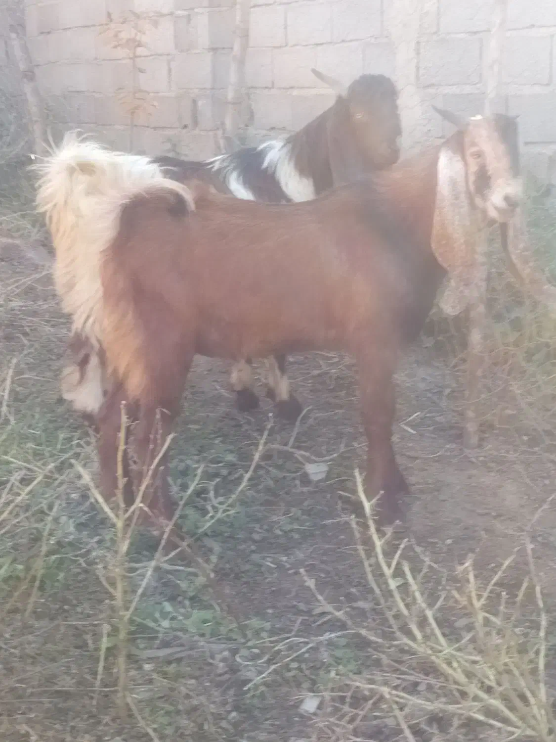 مشتری هستی تماس بگیر|حیوانات مزرعه|رامیان, |دیوار