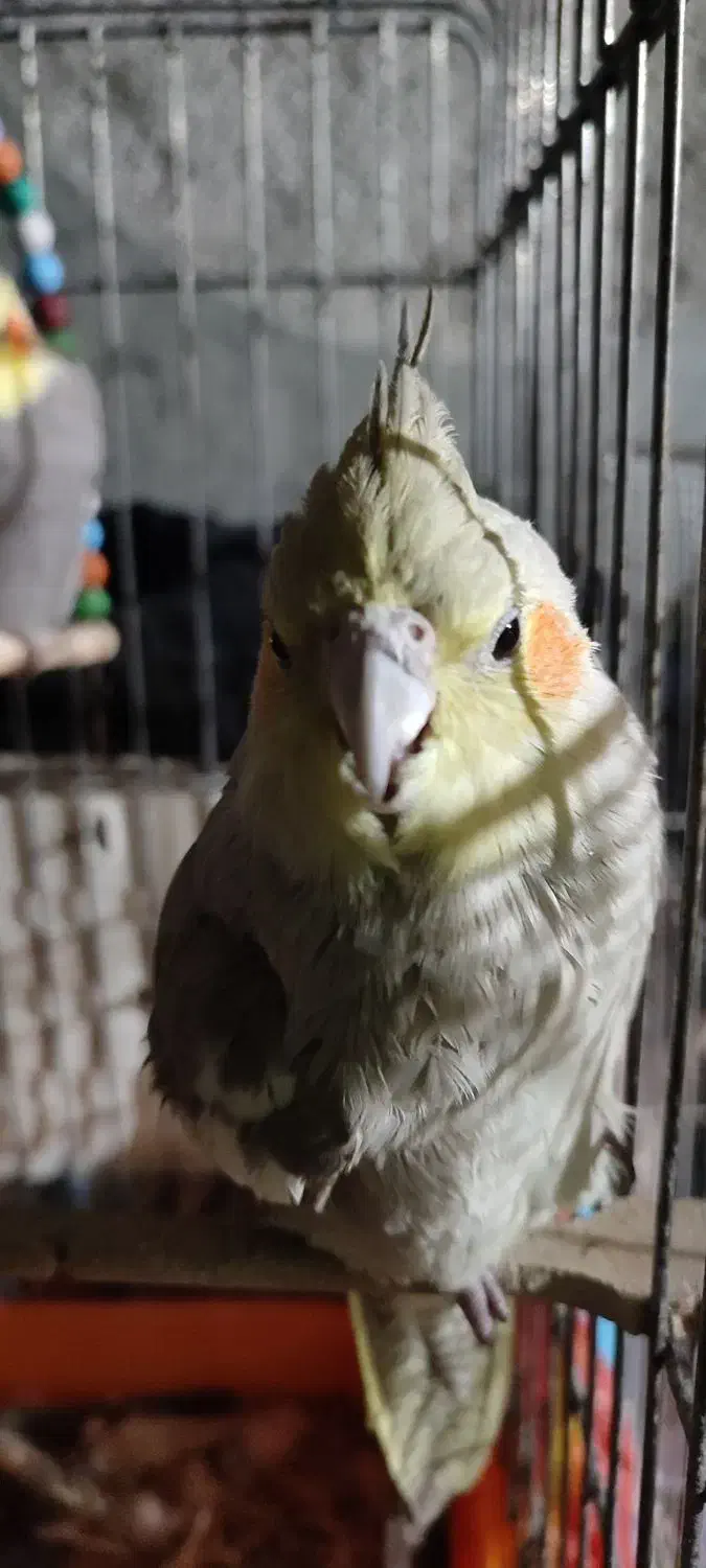 عروس هلندی|پرنده|شیروان (خراسان), |دیوار