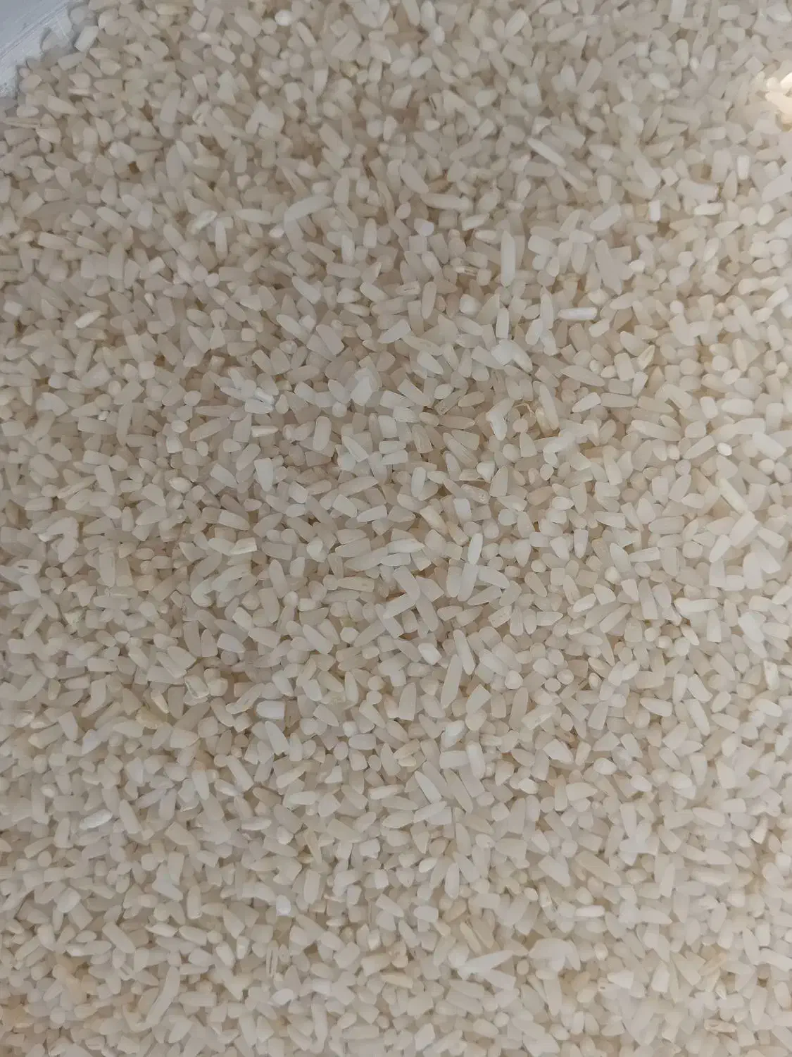 نیم دانه هاشمی سورتینگ|خوردنی و آشامیدنی|سنگر, |دیوار