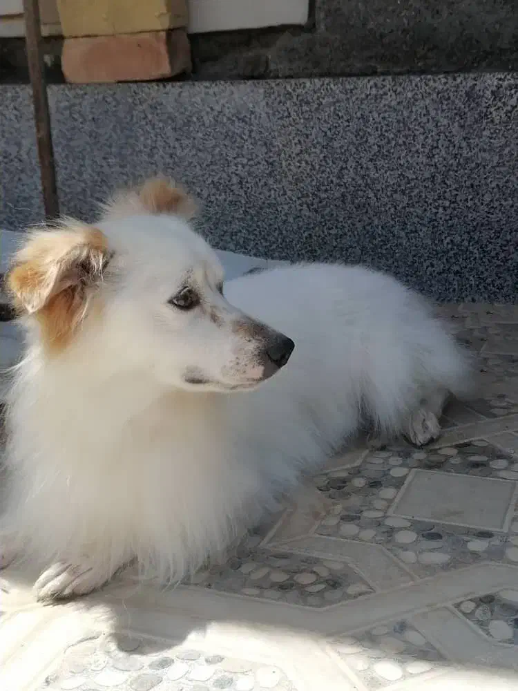 حیوان خانگی سگ میکس تریر|سگ|خرامه, |دیوار