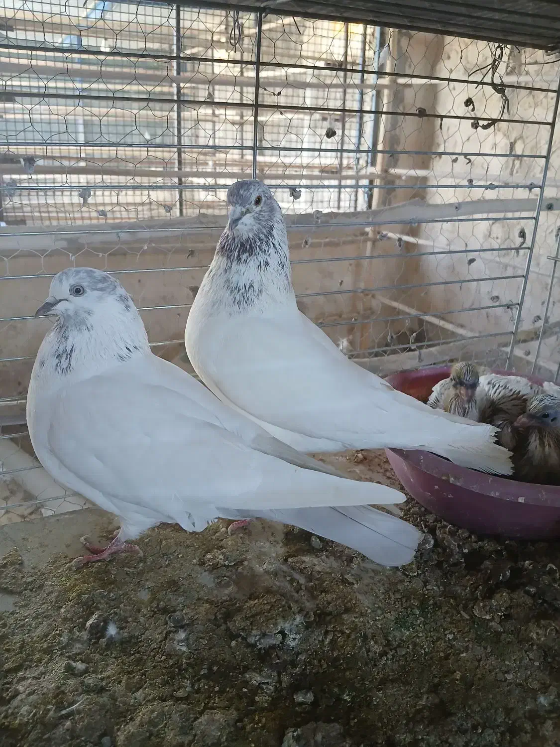 کبوتر پرشی|پرنده|بافق, |دیوار