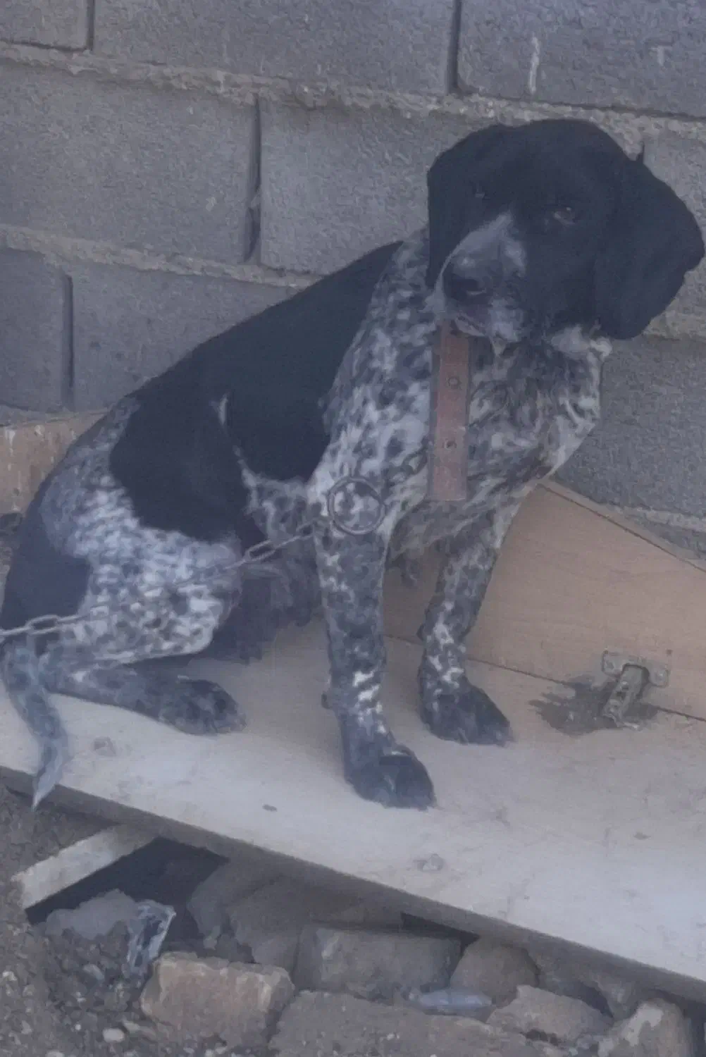 سگ‌ شکاری المانی|سگ|مینودشت, |دیوار