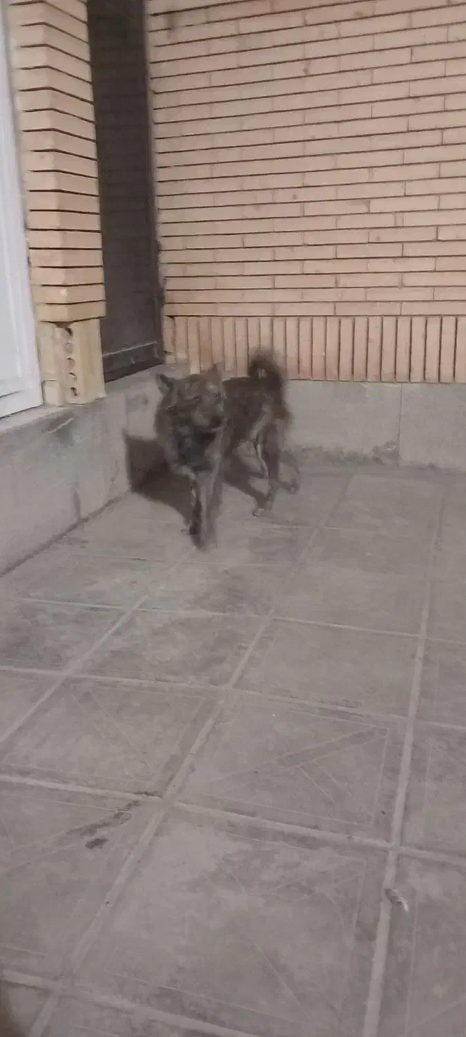 سگ فروشی|سگ|رفسنجان, |دیوار