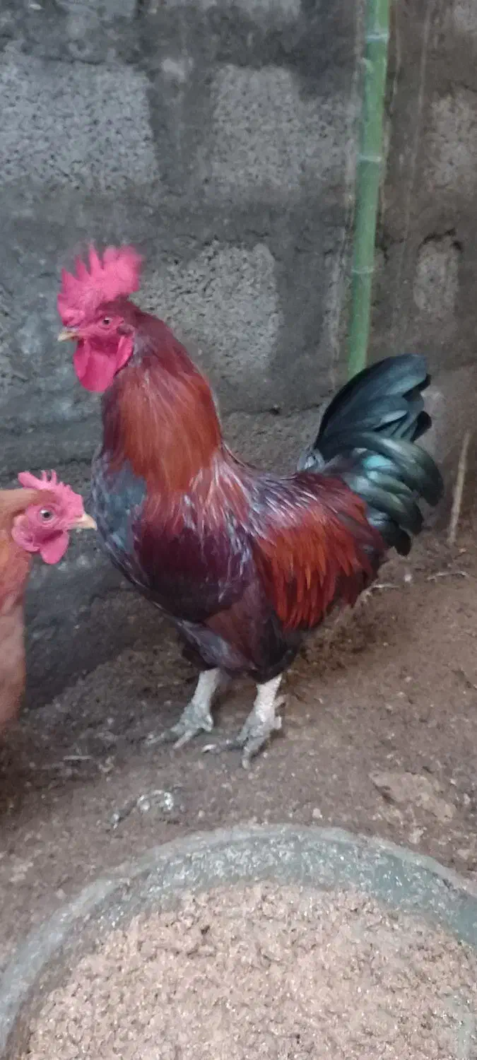 خروس سنگین وزن بزرگ|حیوانات مزرعه|سلمانشهر, |دیوار