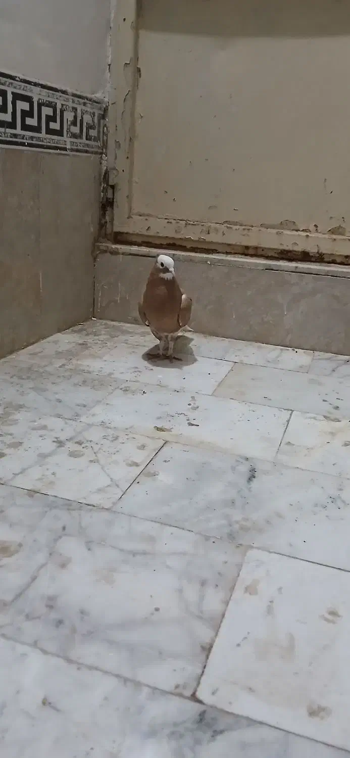 ۱میلیون|پرنده|سبزوار, قصبه شرقی|دیوار