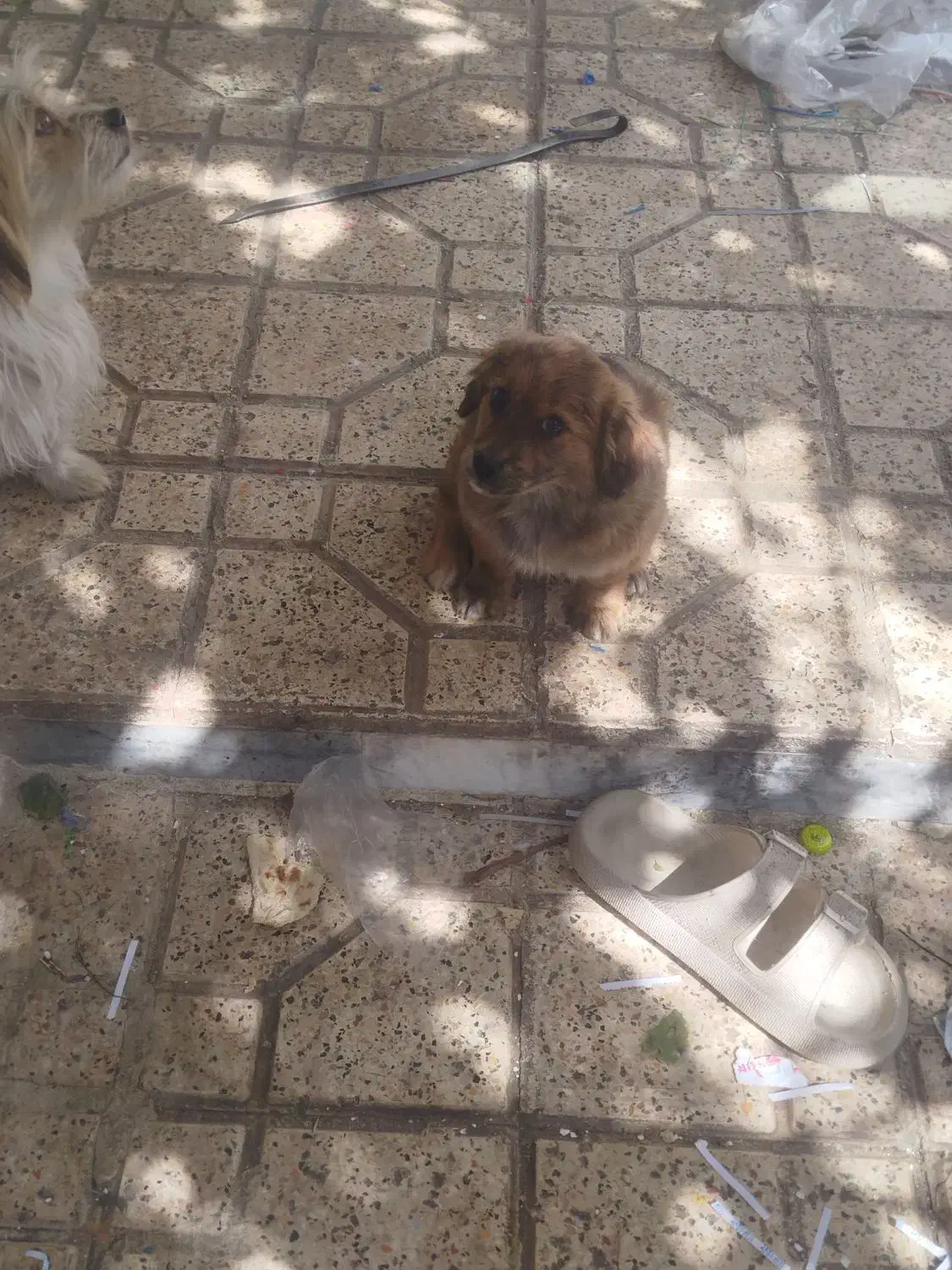 سگ های زیبا نر و ماده|سگ|مشهد, الهیه|دیوار