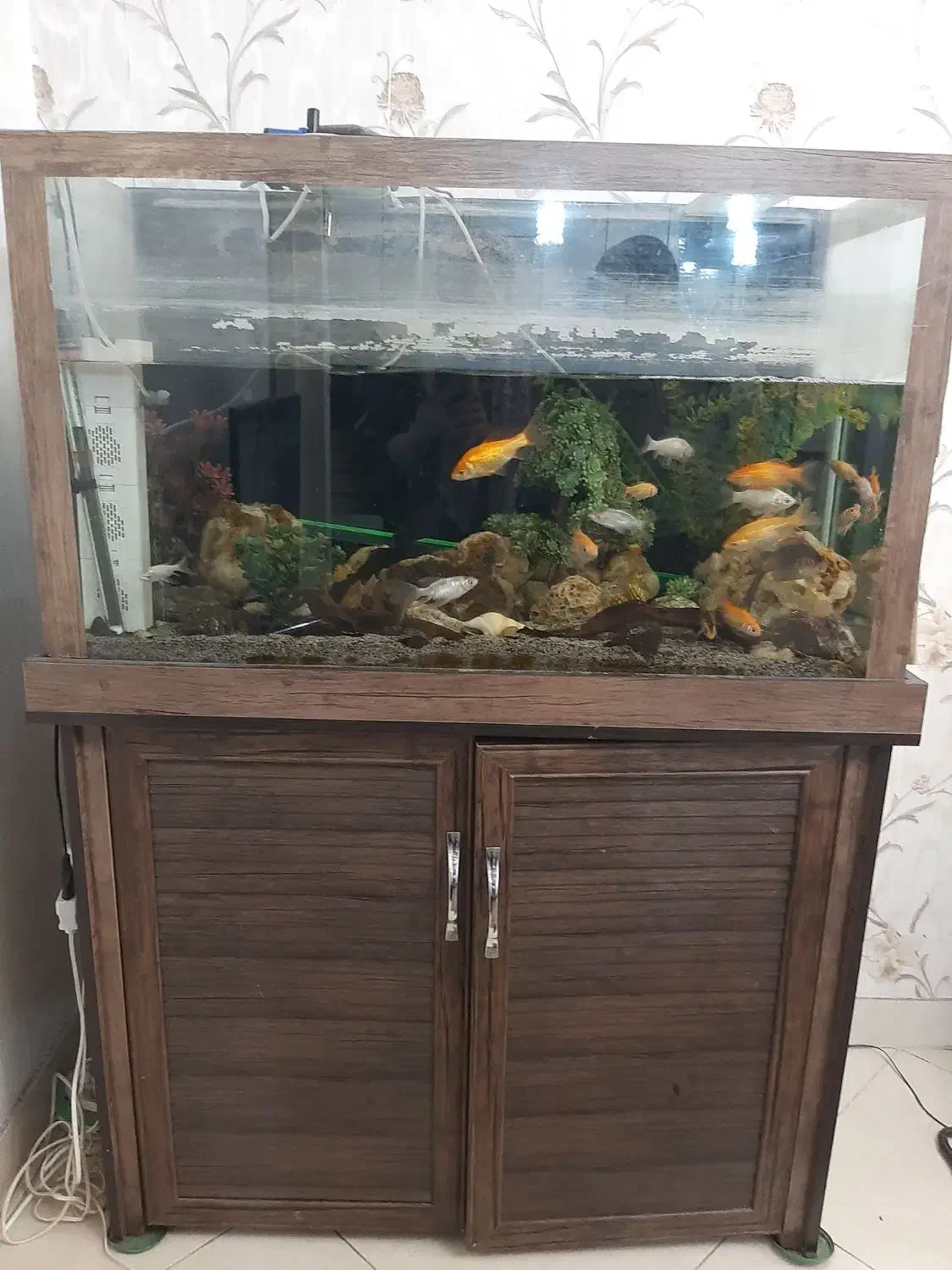 فروش آکواریوم با تمام ماهی ها ولوازم|ماهی|ری, سیزده آبان|دیوار