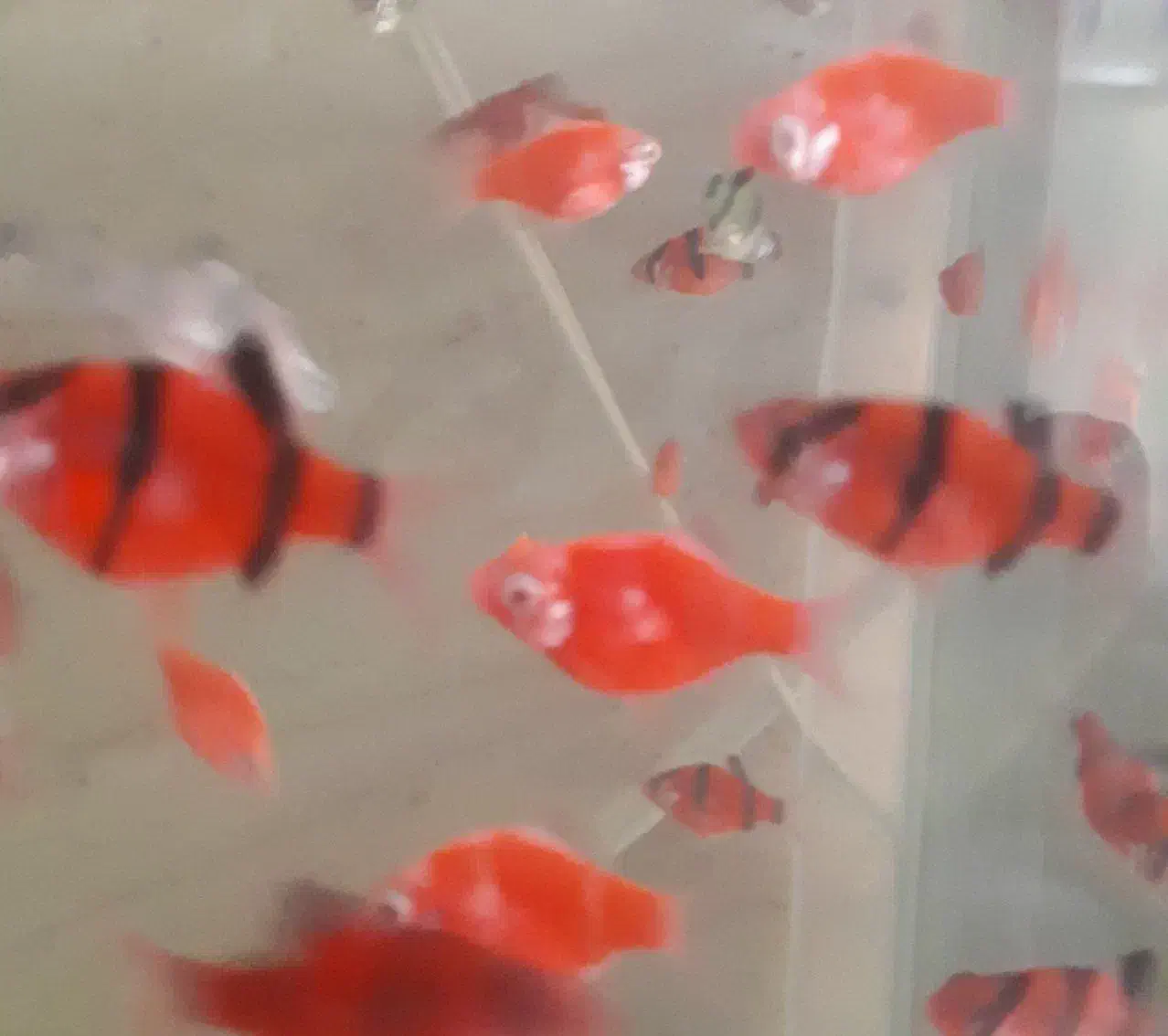 ۳۰ تا تایگر بارب بی خط|ماهی|قم, شاه سید علی|دیوار