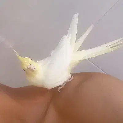 عروس هلندی دستی|پرنده|خمینیشهر, |دیوار