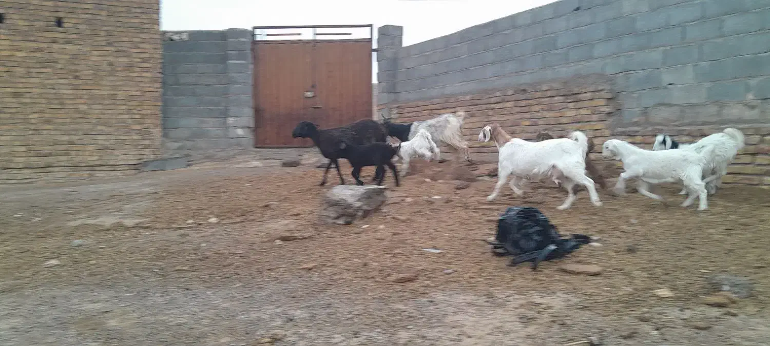 شاهبزمیشبرهبزبزغاله|حیوانات مزرعه|رضویه, |دیوار