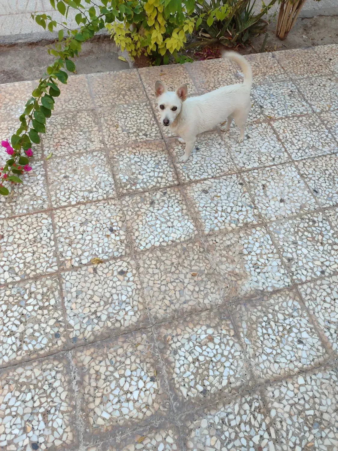 فروش سگ پاکوتاه خارجی|سگ|بم, |دیوار