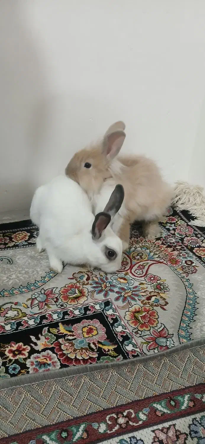 خرگوش|موش و خرگوش|اقبالیه, |دیوار