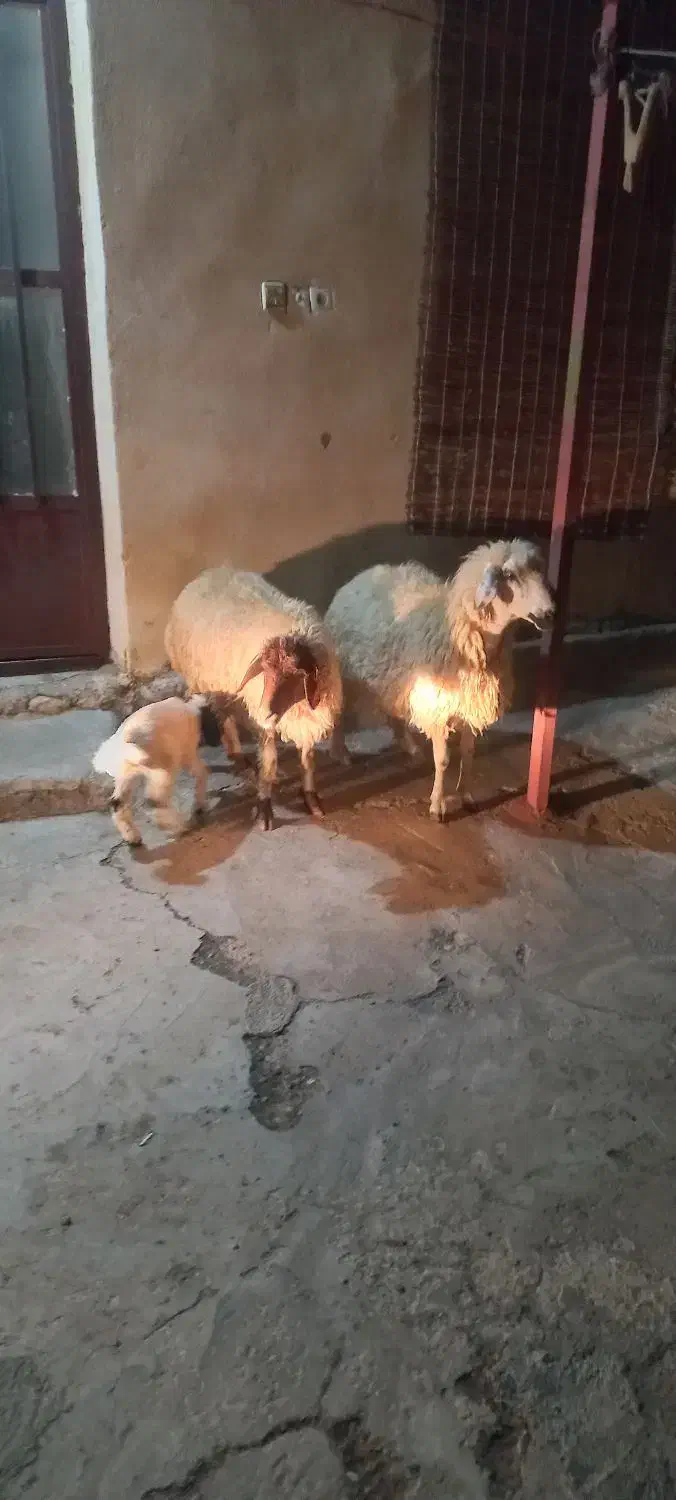 3عدت  شک اول شکم دوتا زاید یکی بره گرفت|حیوانات مزرعه|آبدانان, |دیوار