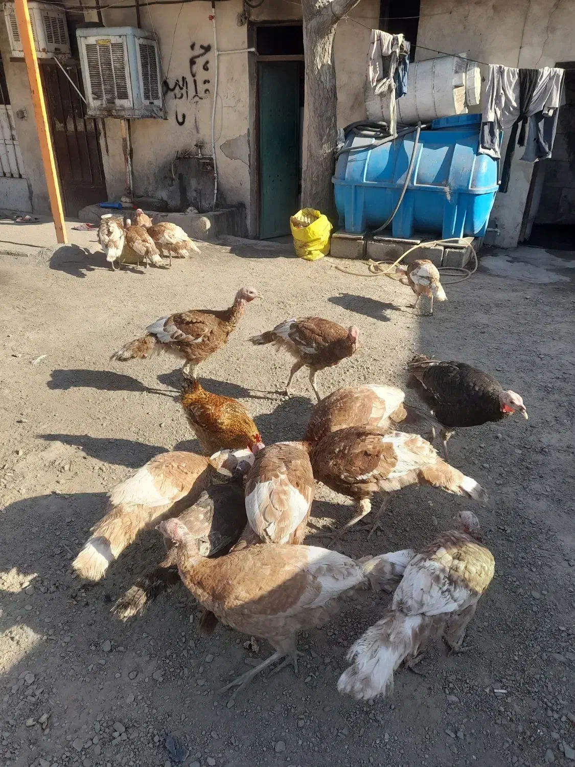 بوقلمون بوربورن و برنز آمریکایی|حیوانات مزرعه|رباطکریم, الارد|دیوار