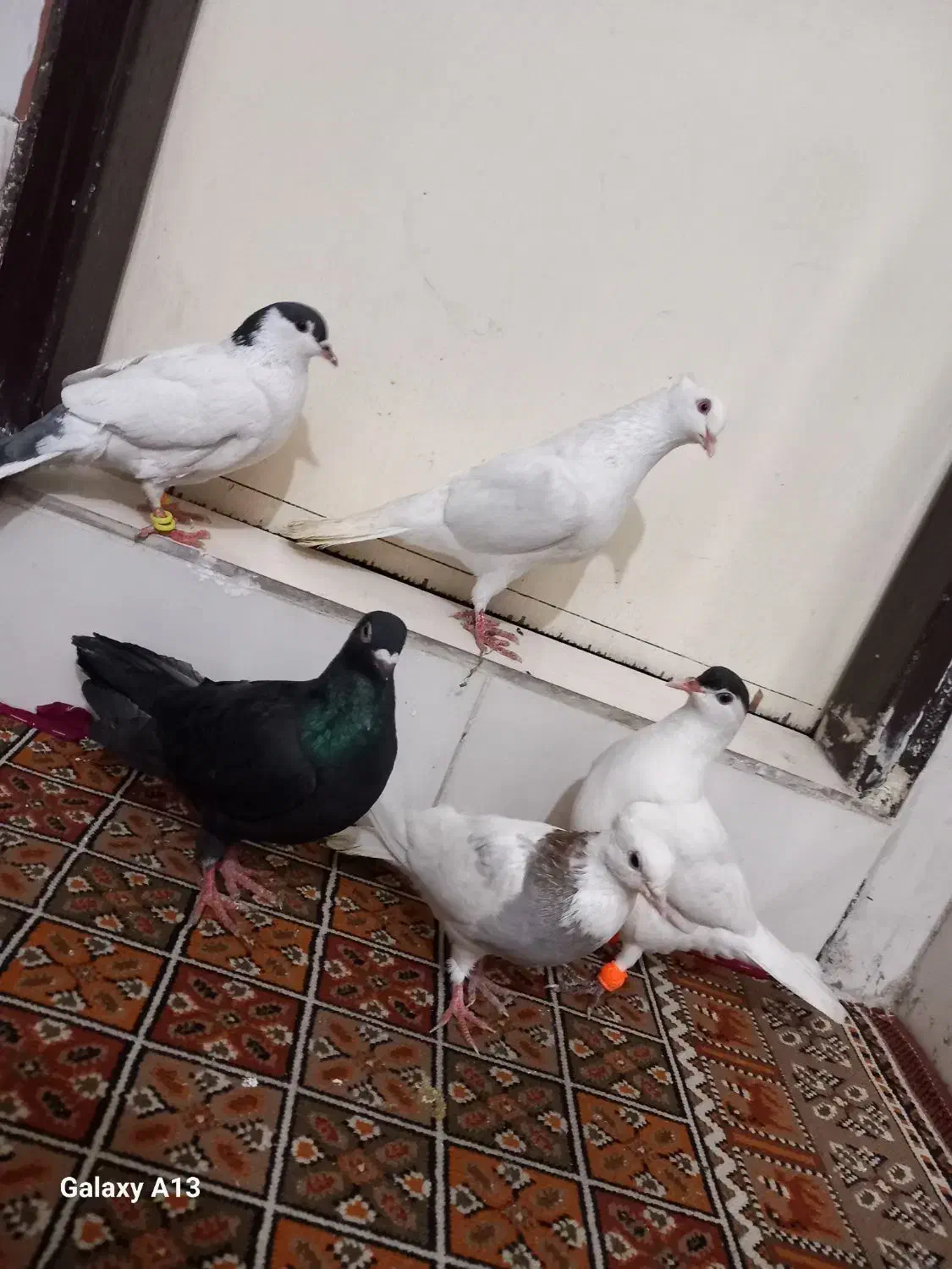 ۵ عدد کفتر زاغ المانی، طوقی الماسی، خال شصتی|پرنده|مشهد, قائم|دیوار