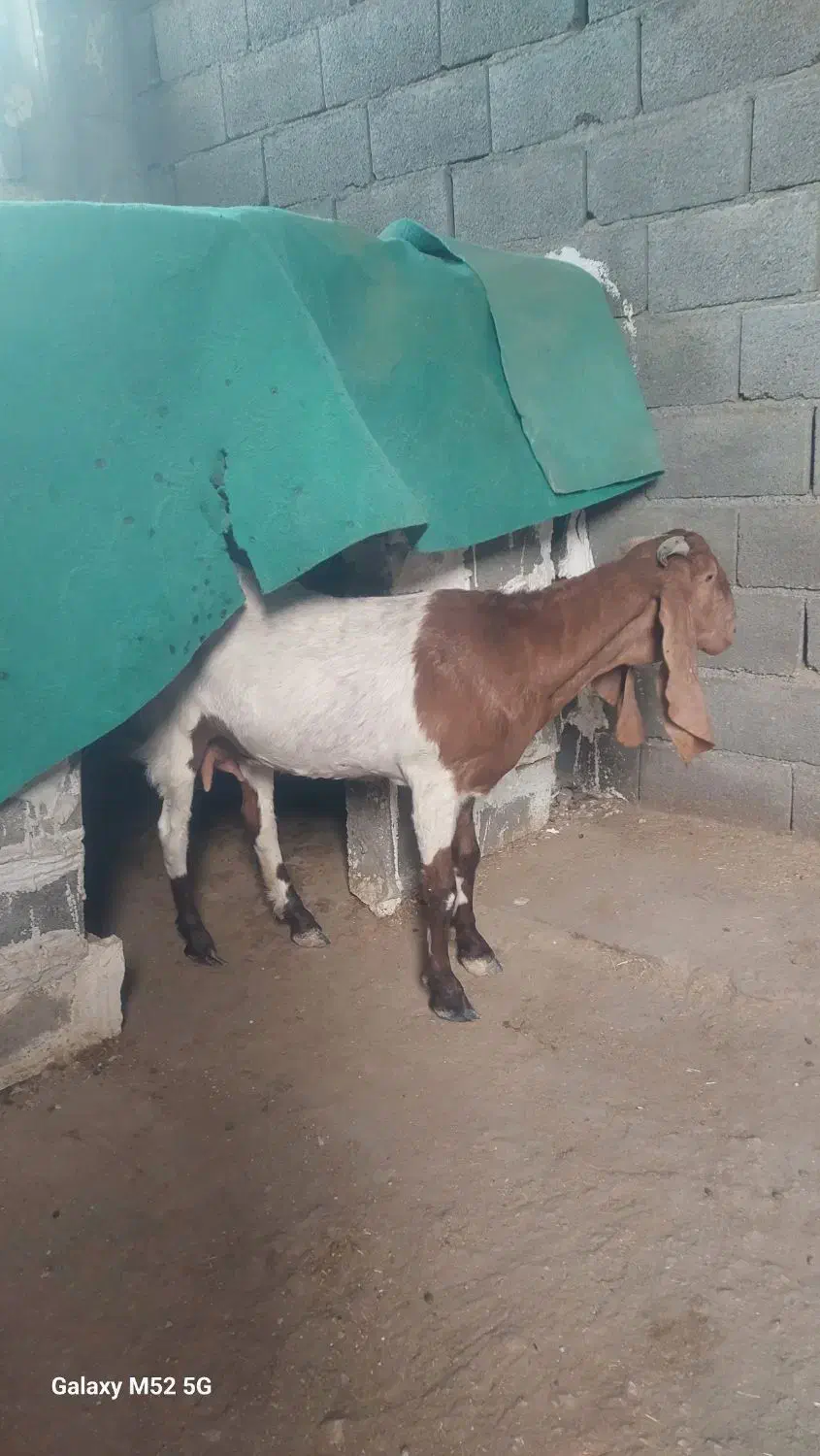 بز پاکستانی|حیوانات مزرعه|بندر کنگان, |دیوار