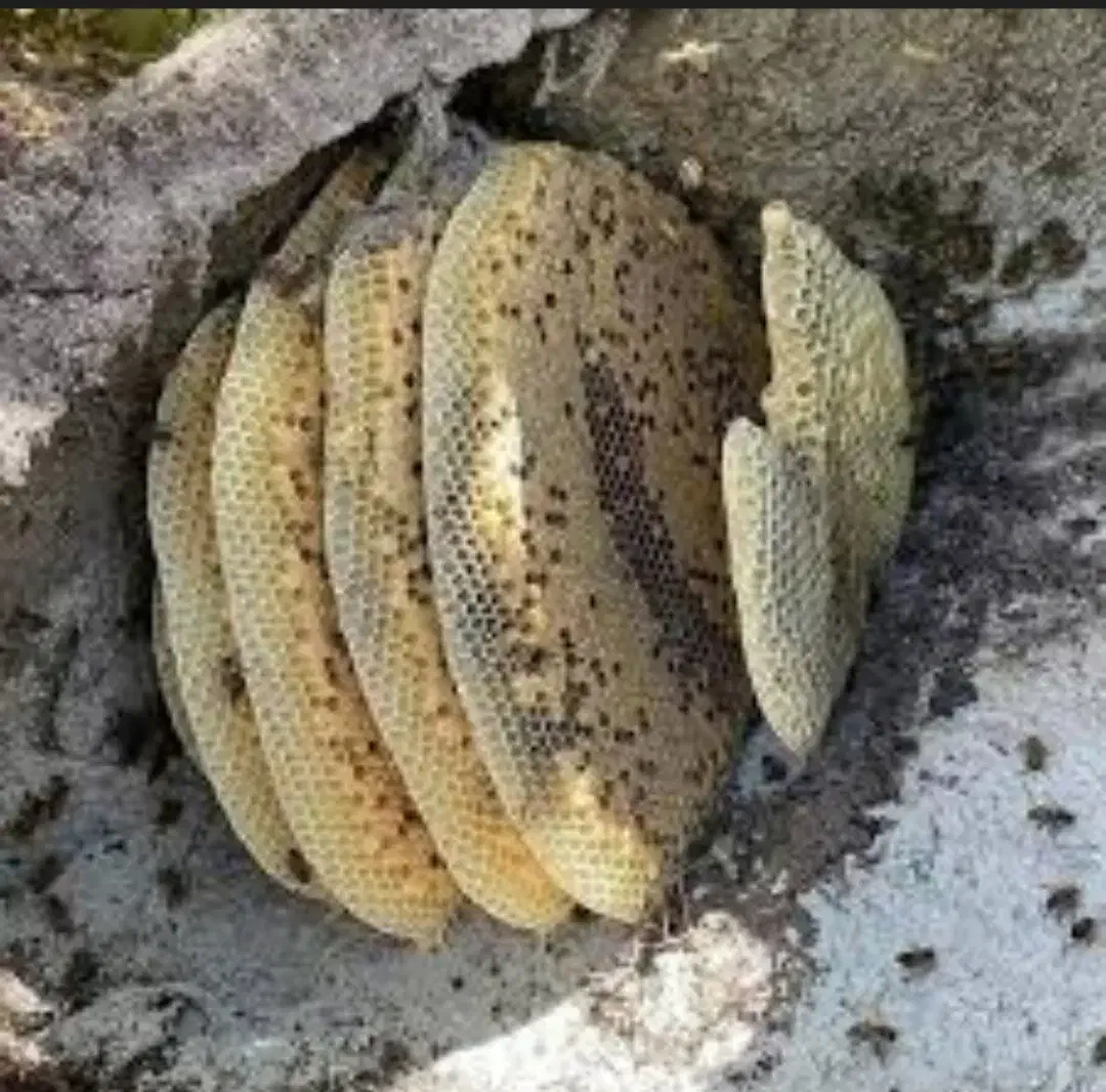 محصولات طبیعی|خوردنی و آشامیدنی|دیلم, |دیوار