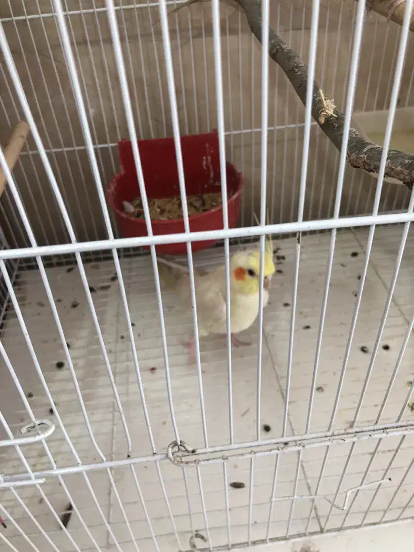 عروس هلندی نر|پرنده|گرگان, |دیوار