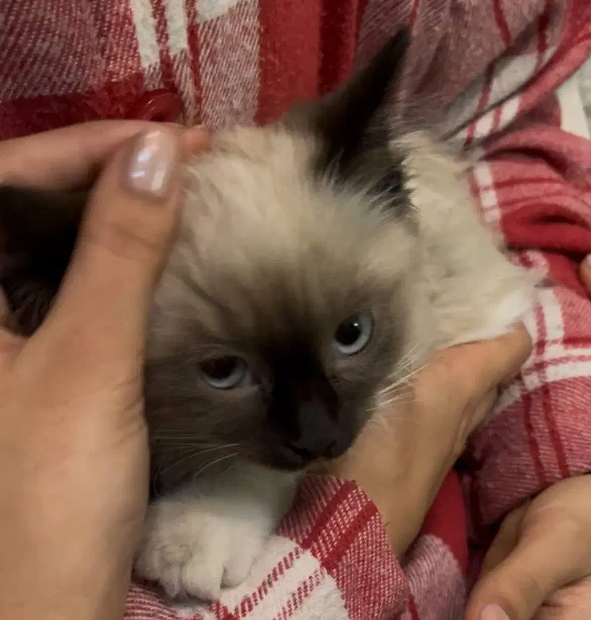 گربه پرشین هیمالین پشمالو ماده دوماهه|گربه|قوچان, |دیوار