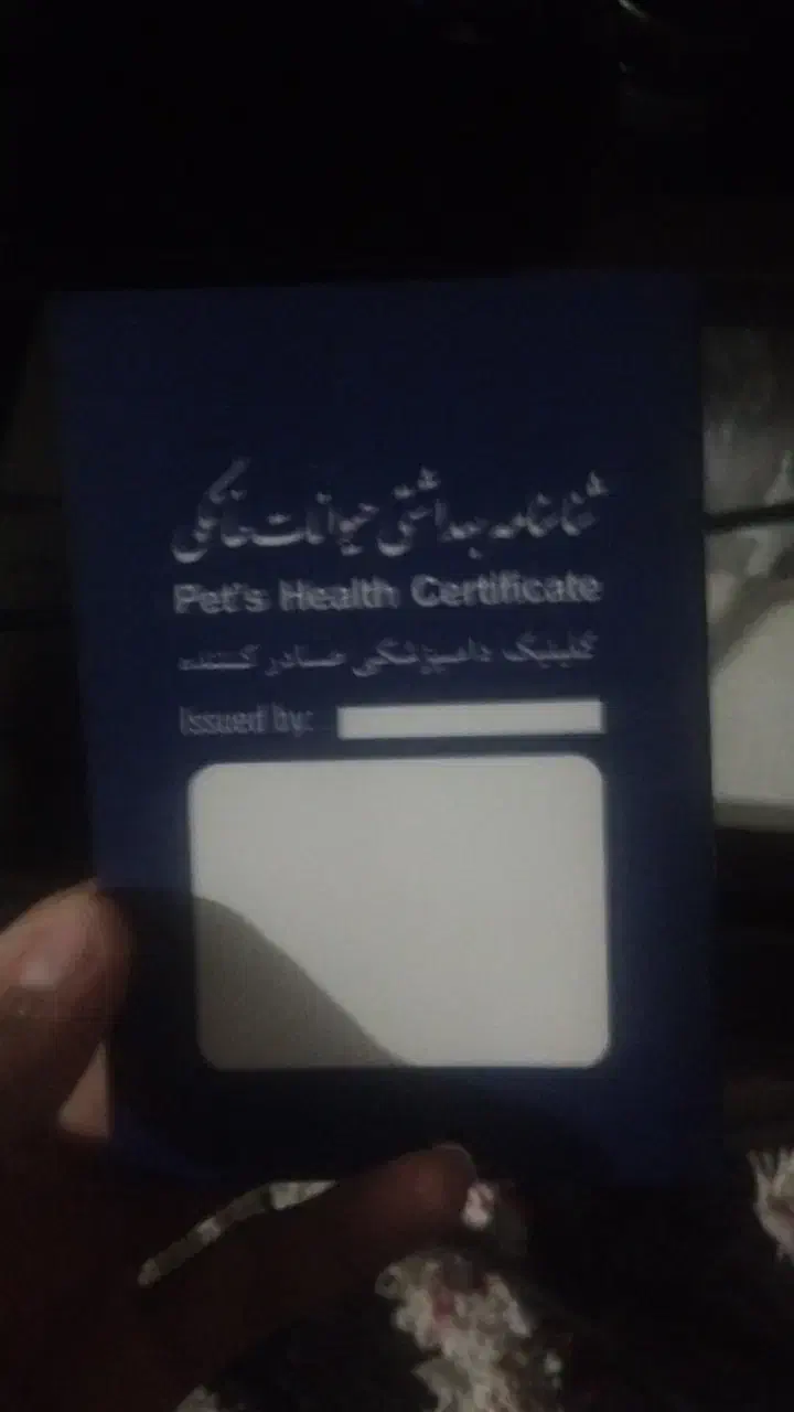 سگ اشپیتزسایز کوچک|سگ|بم, |دیوار