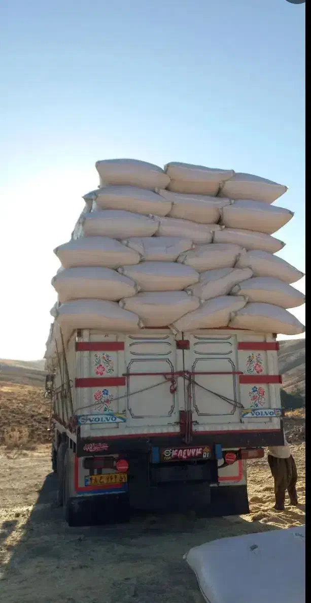 کاه گندم گاوی درشت و گوسفندی نرم موجوده|حیوانات مزرعه|مبارکه, |دیوار