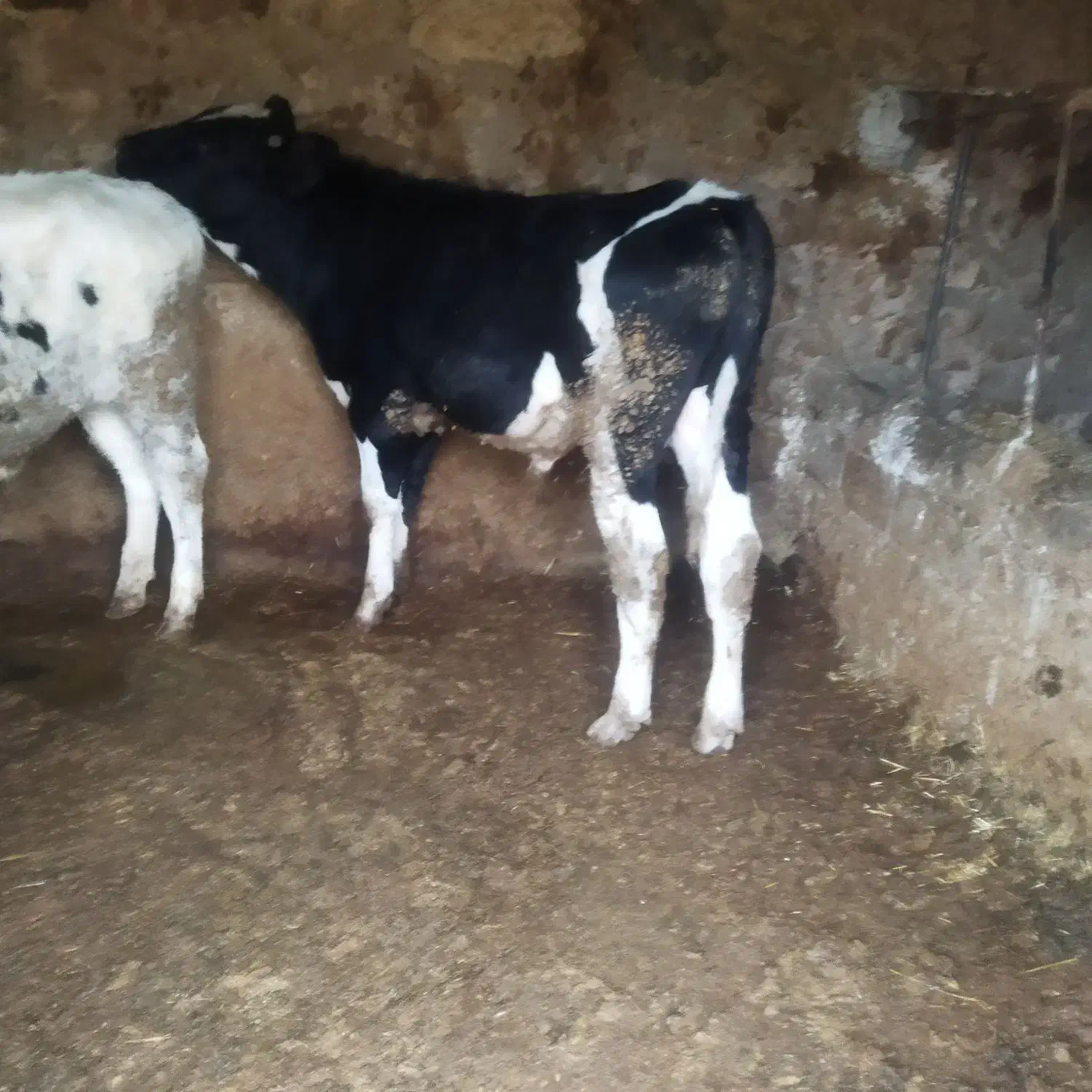 گاو.گوساله نر|حیوانات مزرعه|شیروان (خراسان), |دیوار