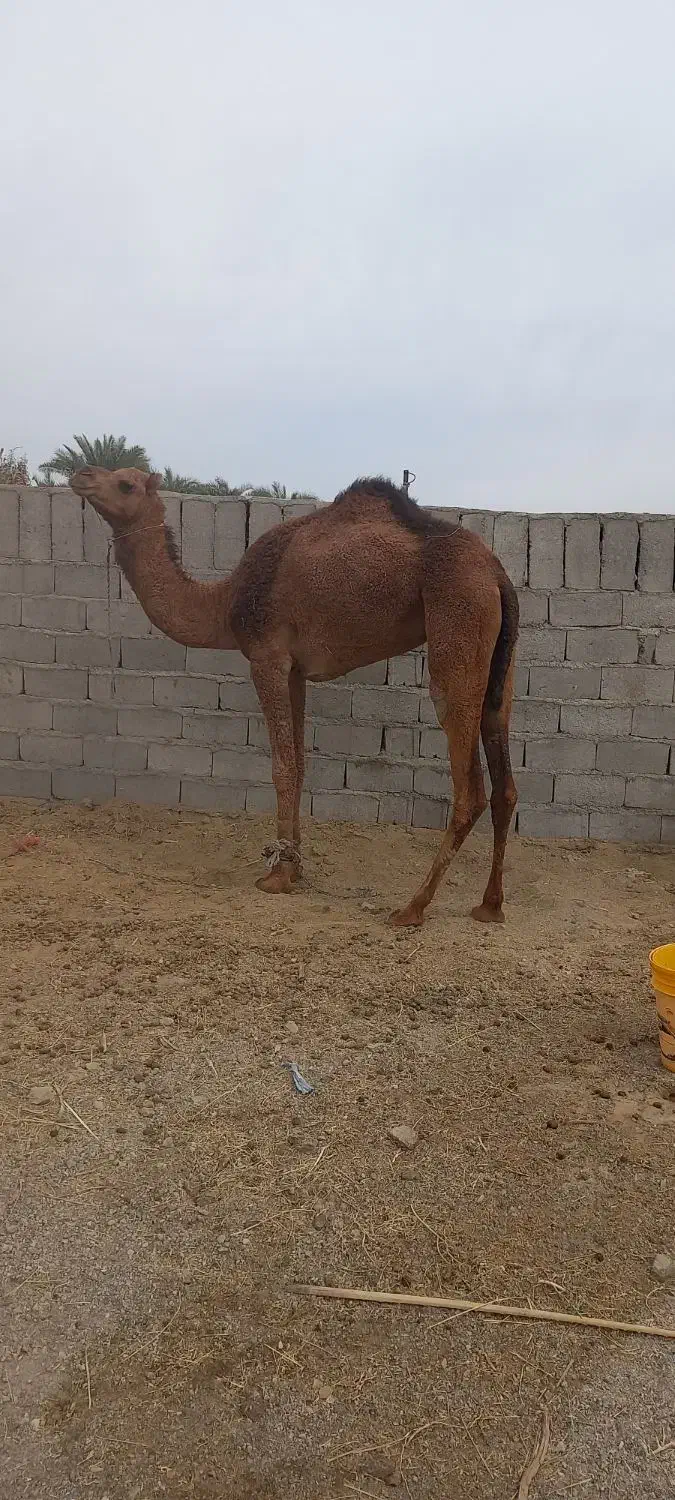 شتر ماده ۴ سال|حیوانات مزرعه|بم, |دیوار