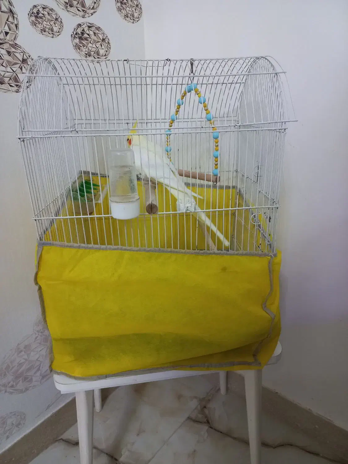 عروس هلندی|پرنده|ماسال, |دیوار