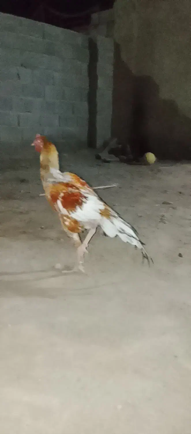 خروس|حیوانات مزرعه|ایرانشهر, |دیوار