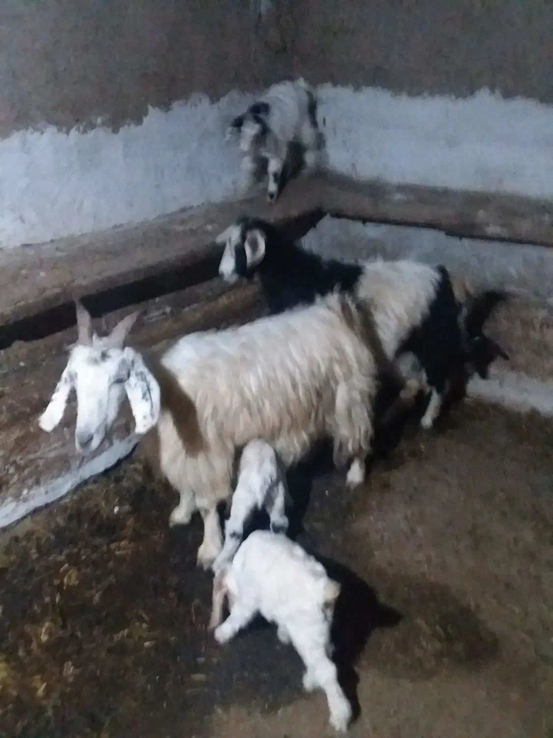 بز جوان و بزغاله|حیوانات مزرعه|گرمی, |دیوار