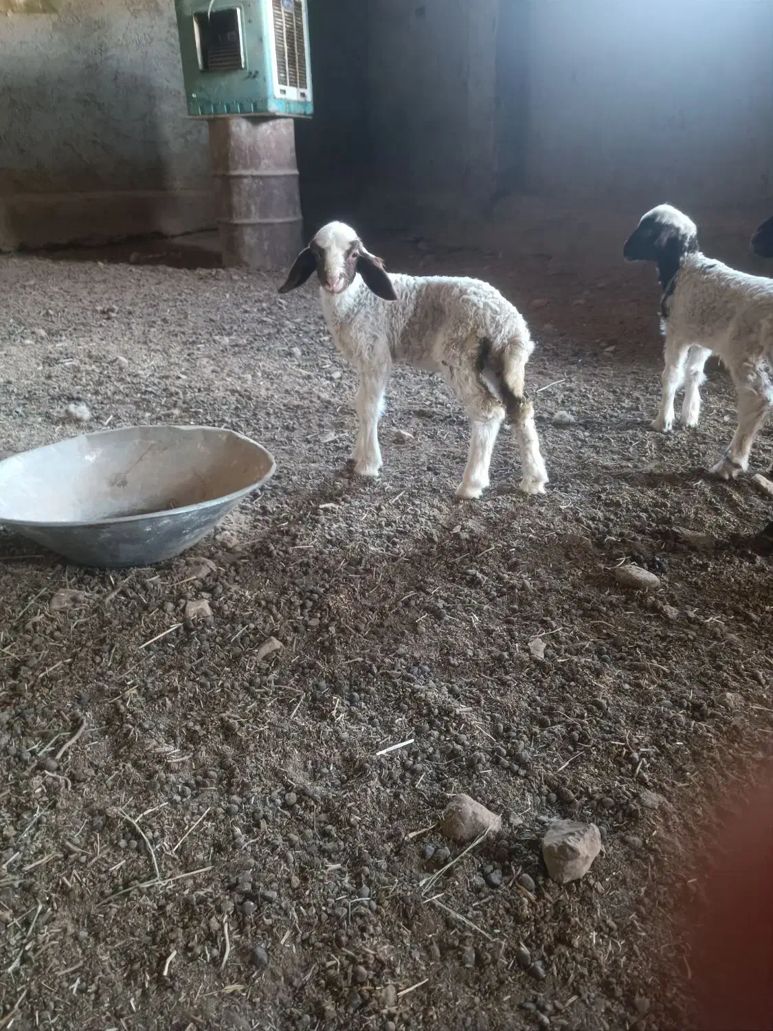 بره ماده شیر خور|حیوانات مزرعه|دشت ذهاب, |دیوار