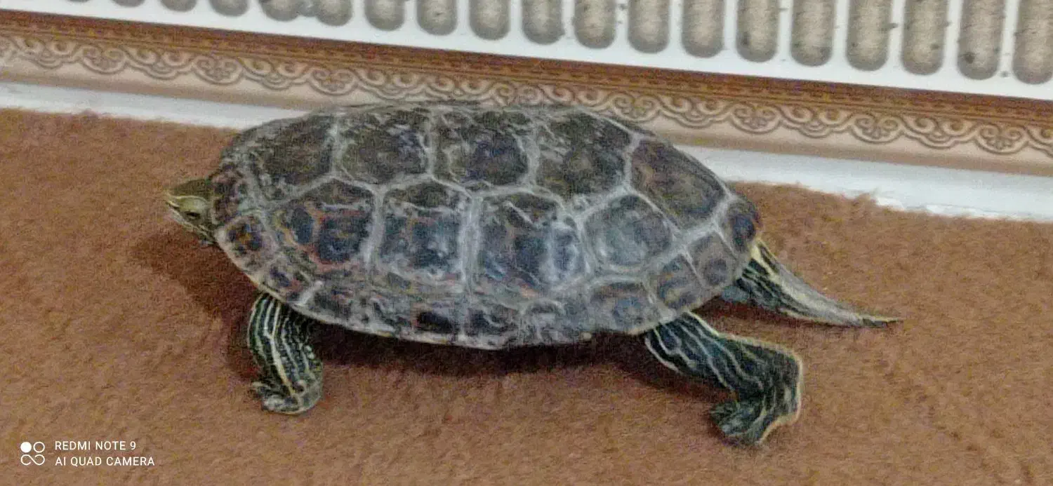 حیوان خانگی|حیوانات مزرعه|چابهار, |دیوار