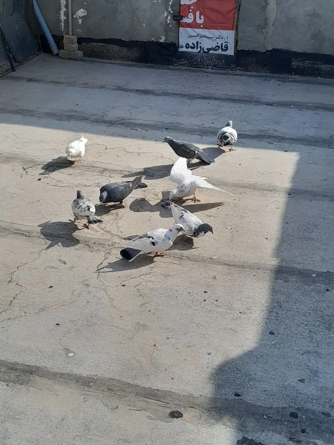 کفتر آلمانی  پرشی|حیوانات|مشهد, ایوان|دیوار