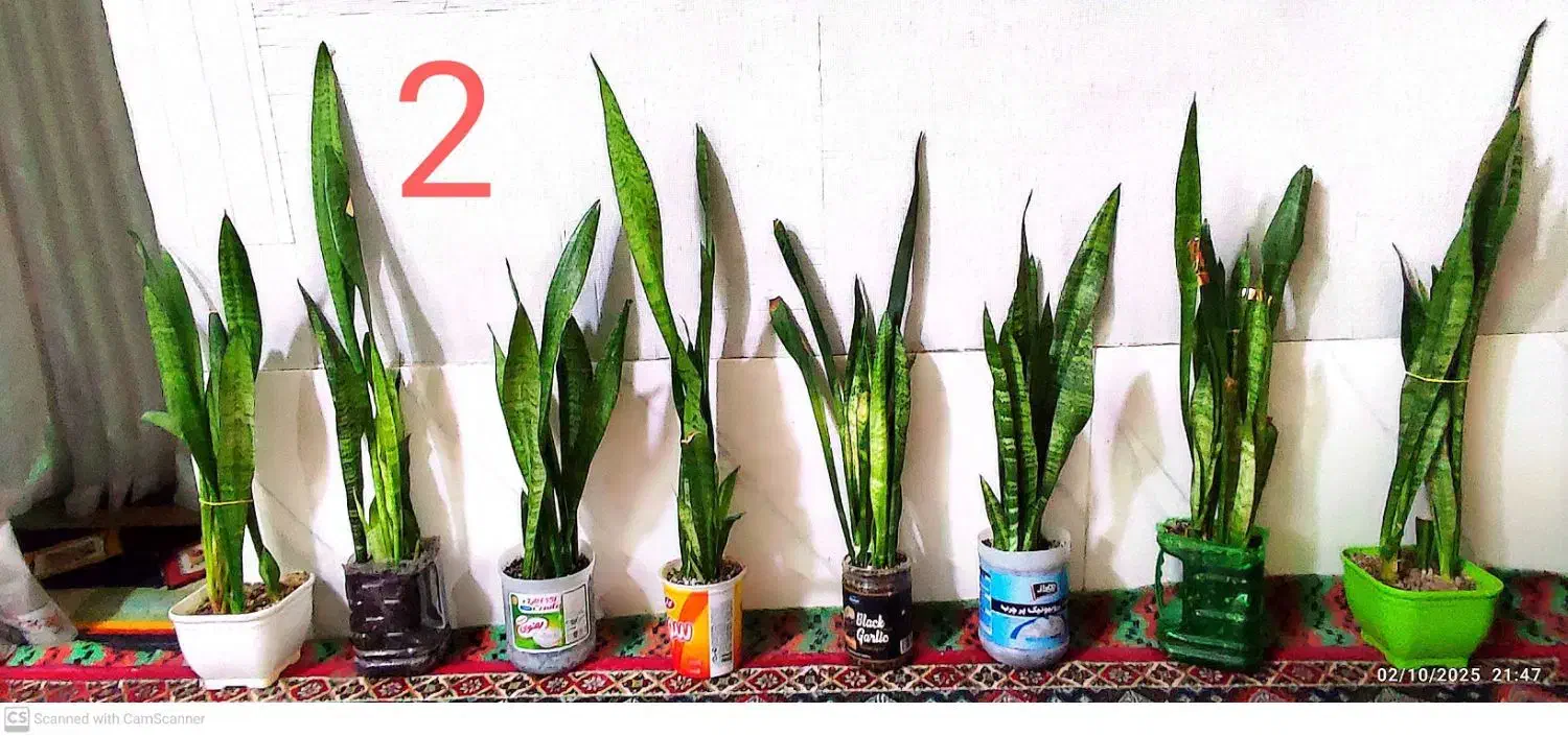 گل سانسوریا زیبا و قشنگ|گل و گیاه طبیعی|زابل, |دیوار