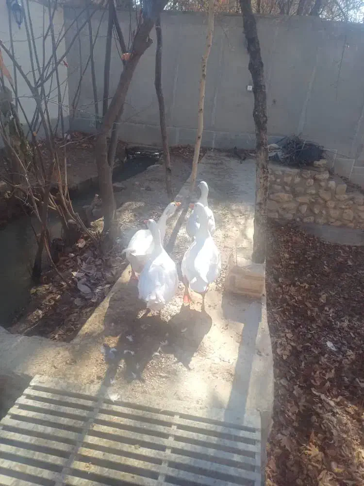 غاز|پرنده|ماهان, |دیوار